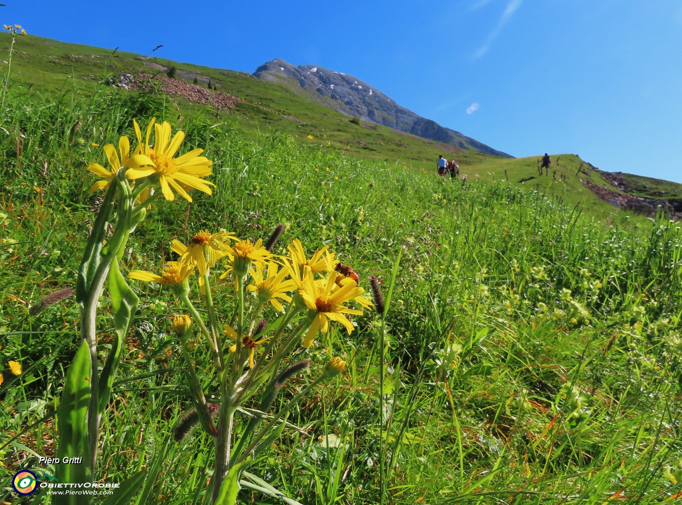 11 Compaiono i primiTephroseris longifolia  (Senecione di Gaudin) con vista in Cima Arera.JPG